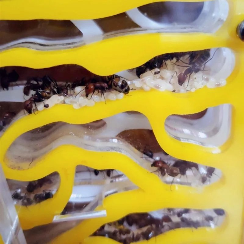 T Design DIY Ant Farm with Feeding Area Acryl Ant Nest Insect Ant House Villa Anthill Pet Workshop Mania for House Ant Hotel